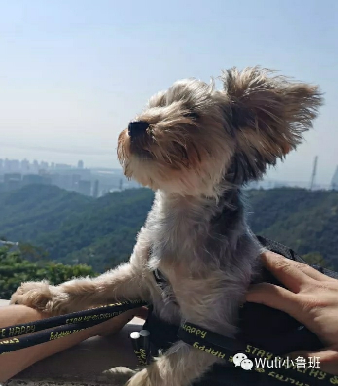 约克夏鲁班