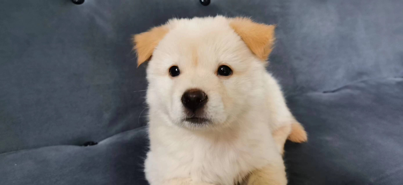 翊成