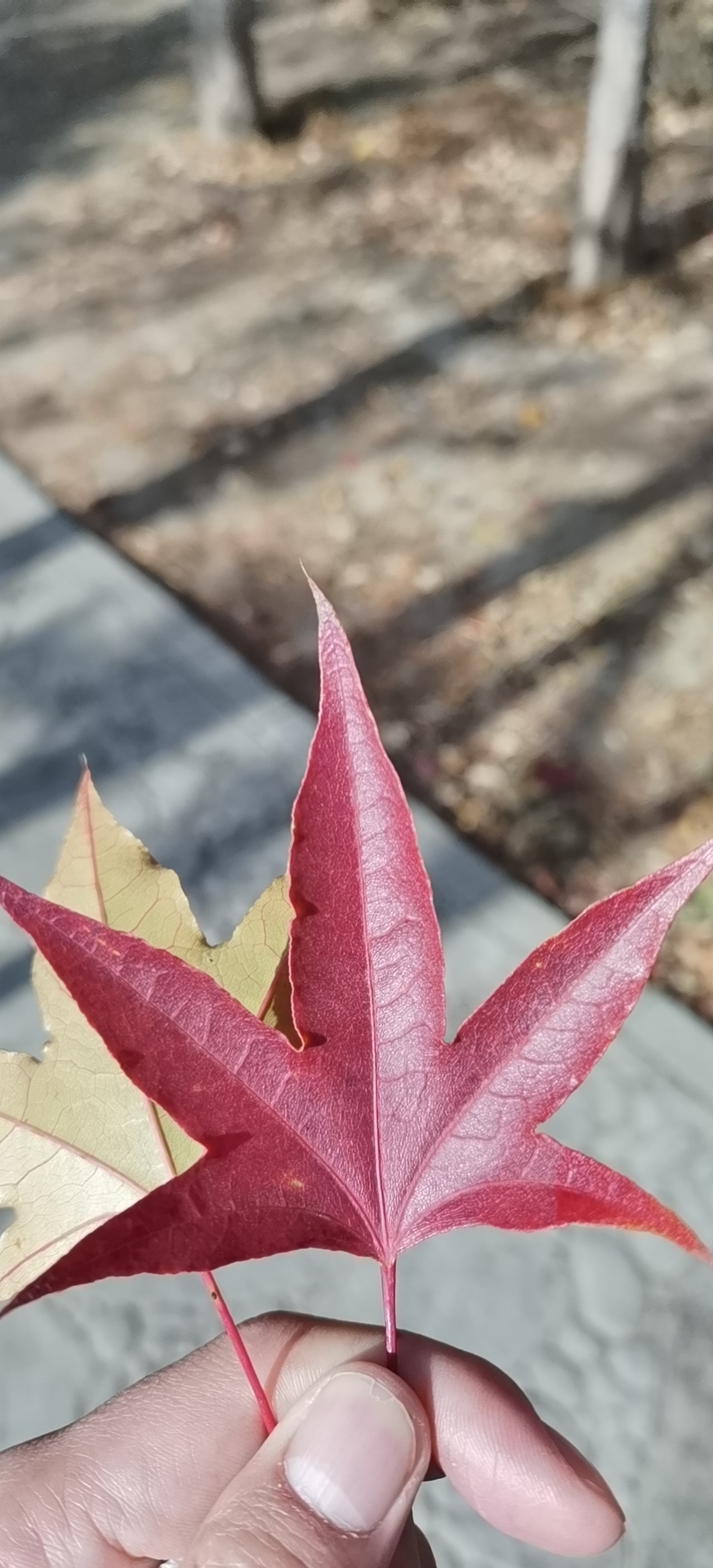 响亮的名字已经占用