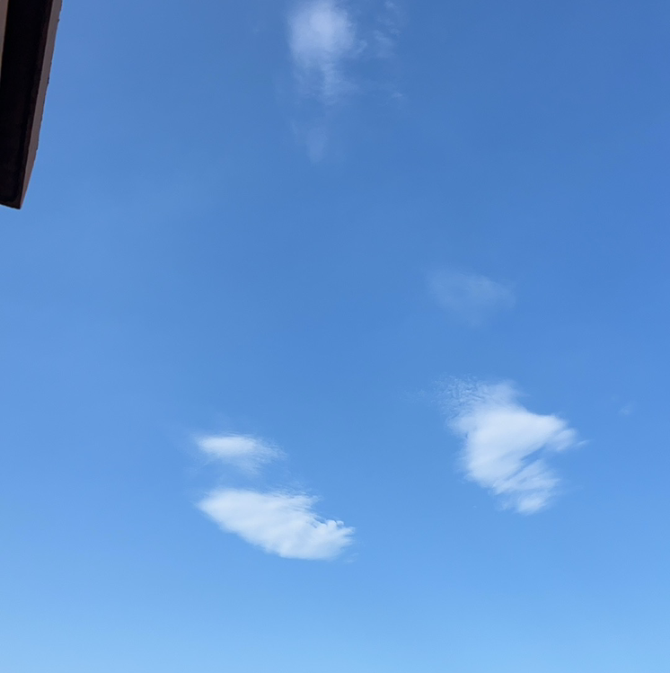 吃韭菜的小虎