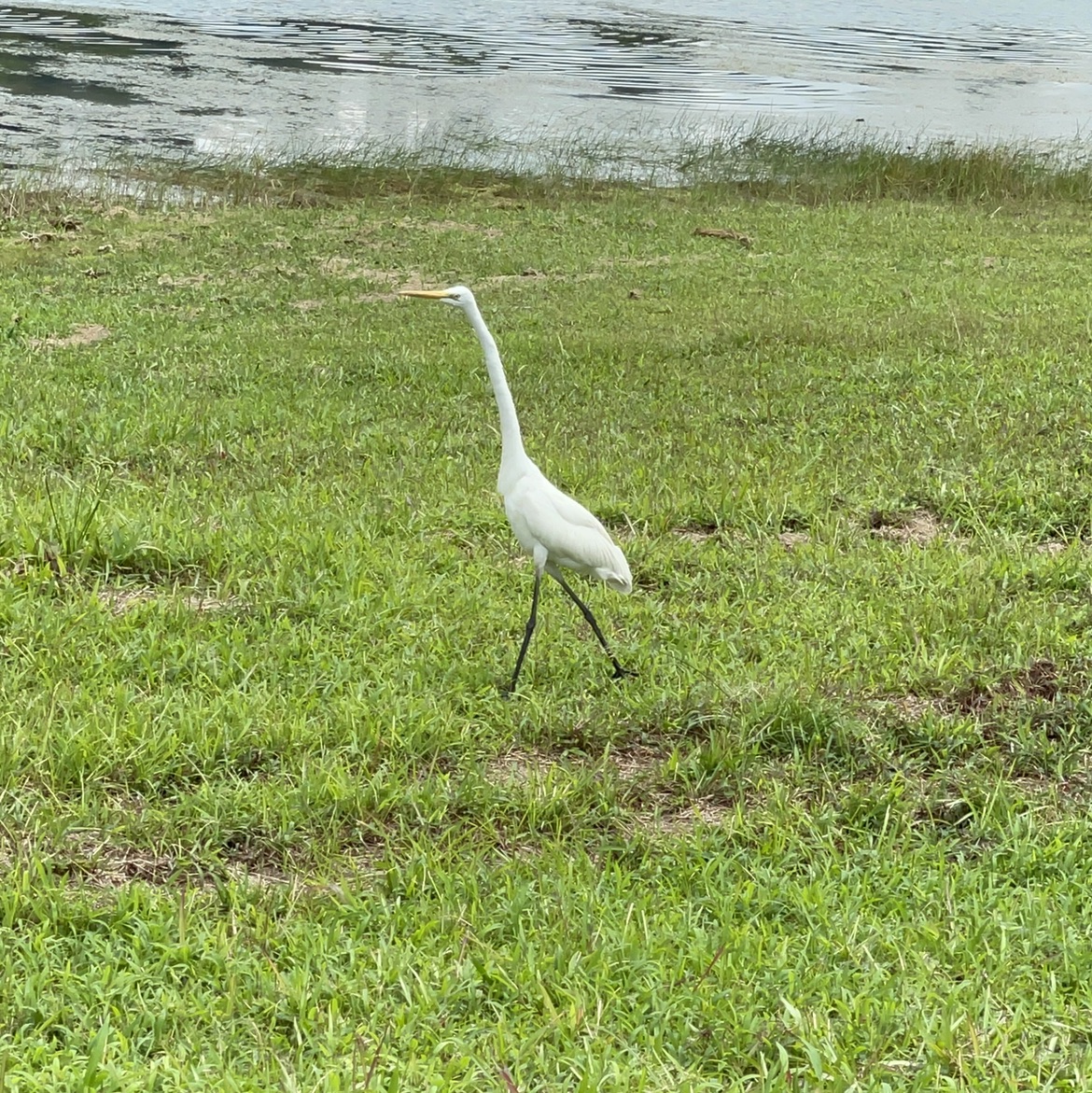 Cako