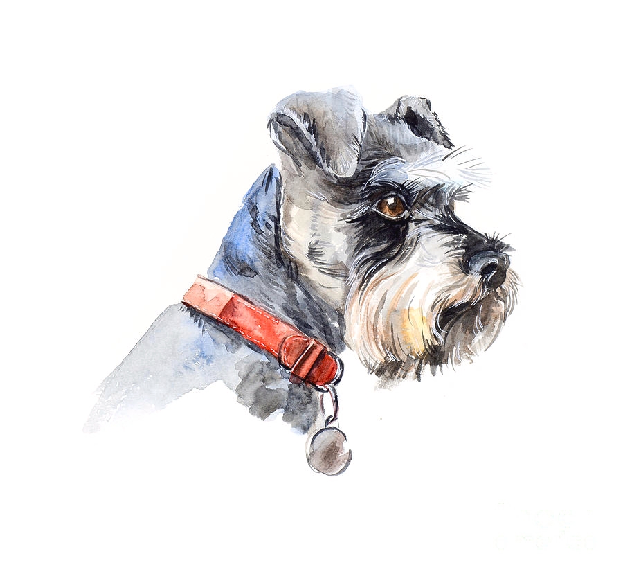 schnauzer