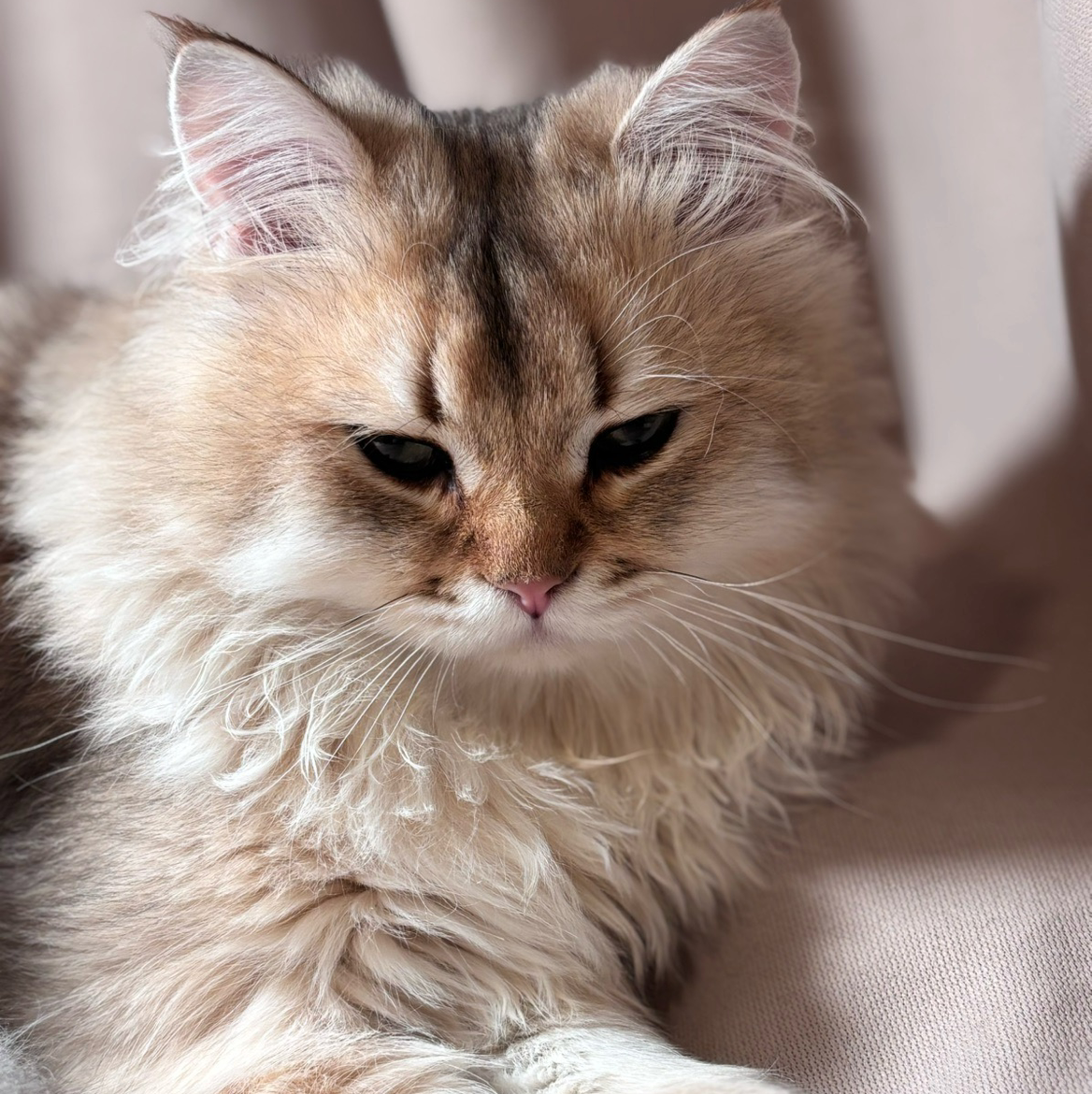 猫的名字叫蛋黄派