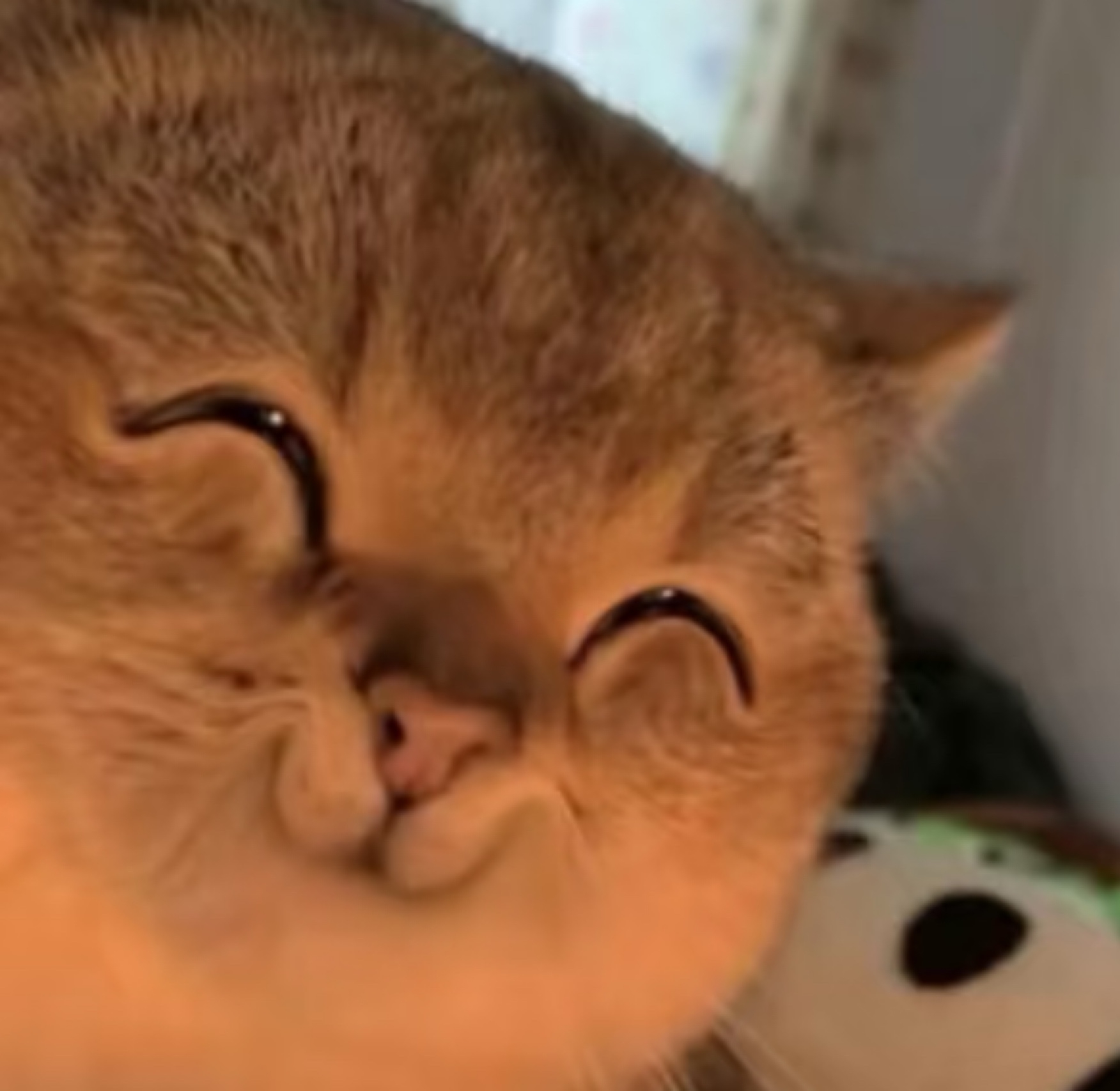 猪小花的打新工具猫