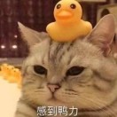 爱剪羊毛的小屁孩