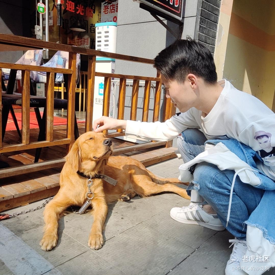不开心的沙皮狗