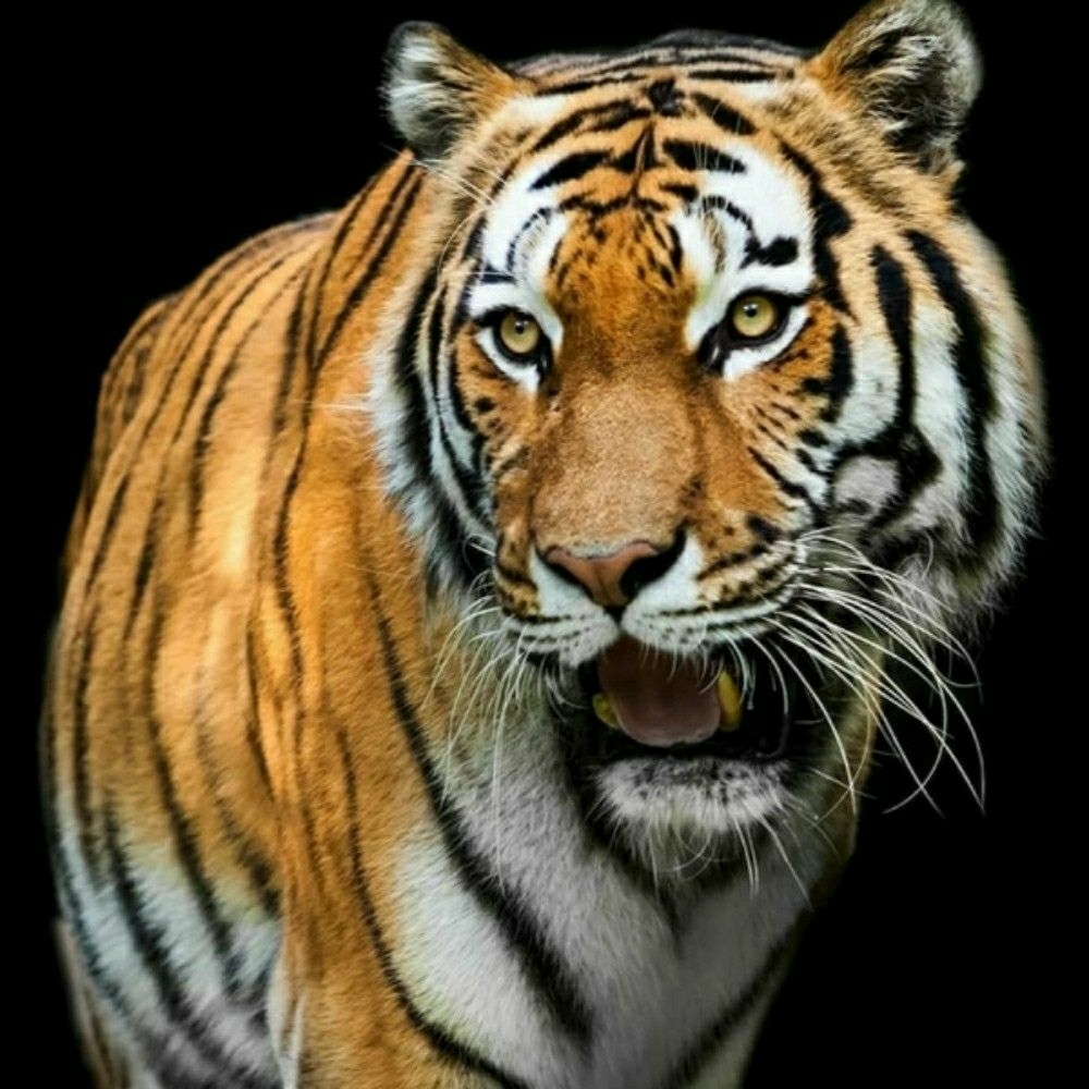 虎豹