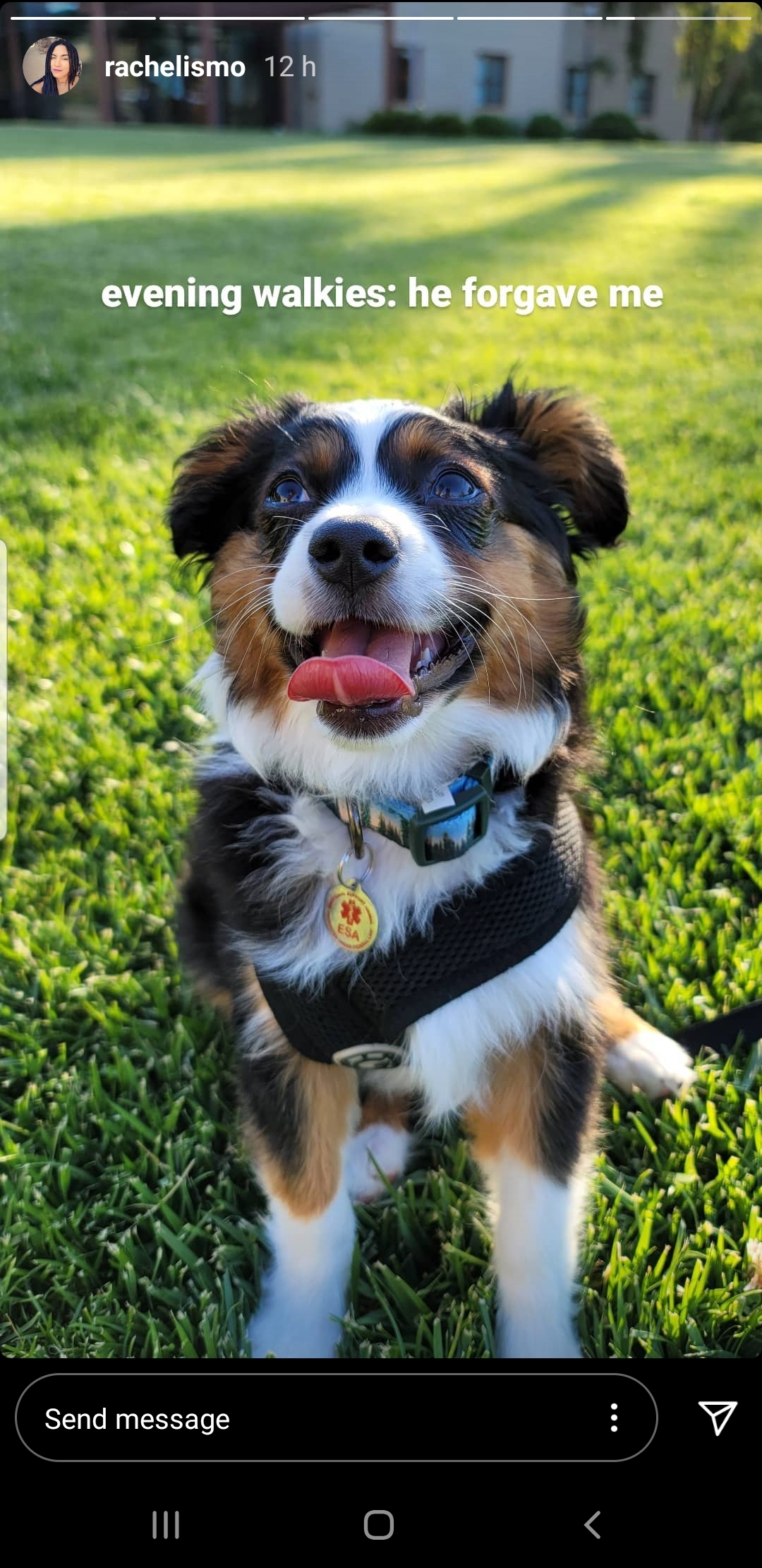 ziggy