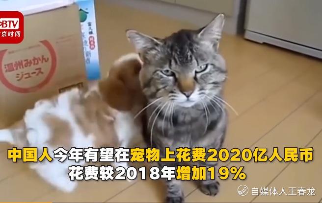 中国人在宠物上花费将达亿元 养猫狗的主人一半单身 是女性 外媒报道称 中国人今年在宠物上花费将达到惊人的 老虎社区 美港股上老虎