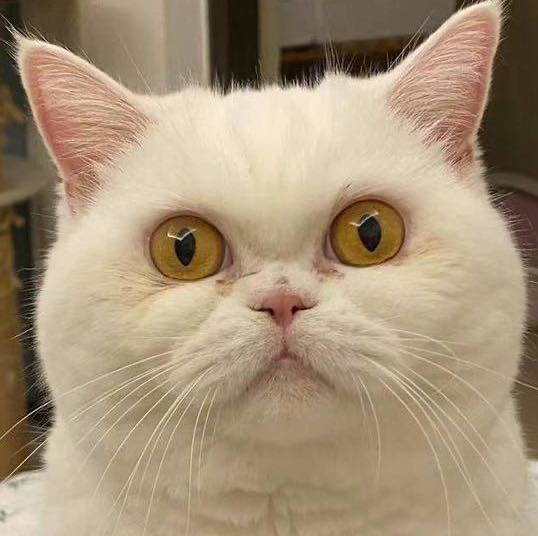 杰娃