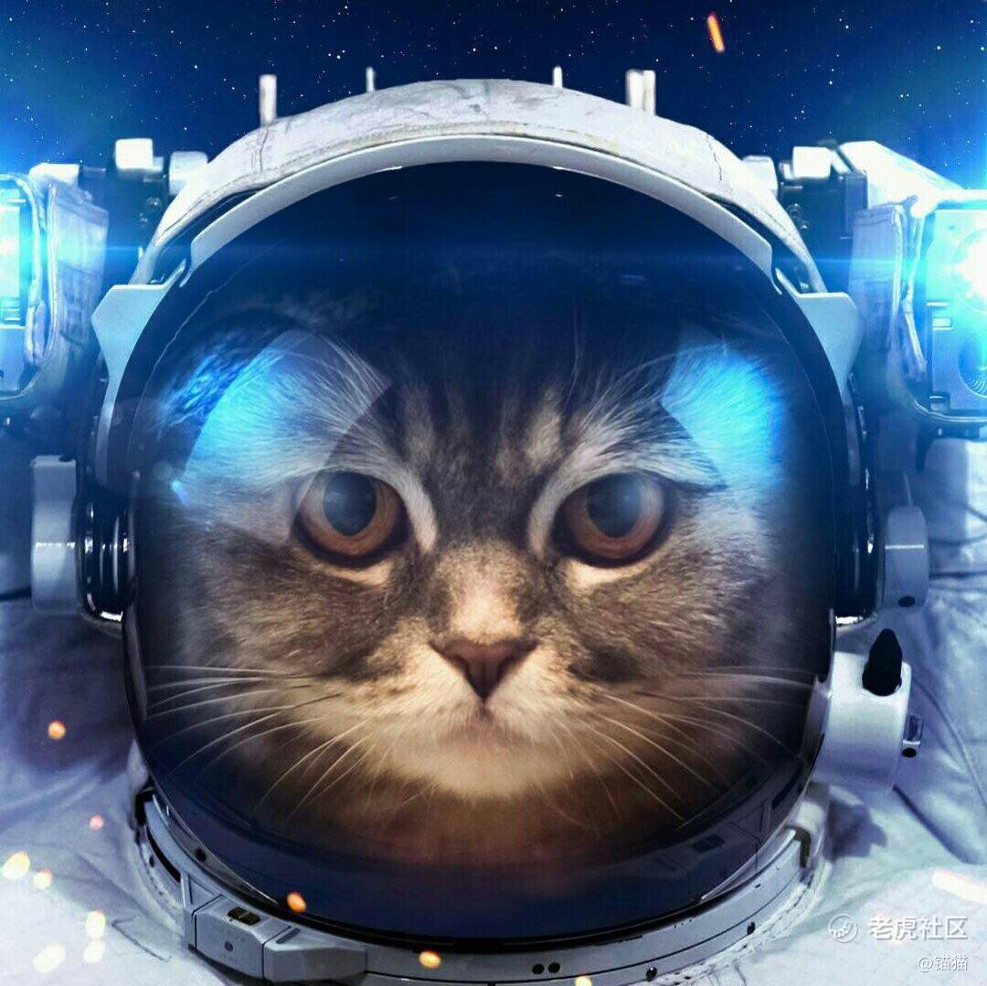 锚猫