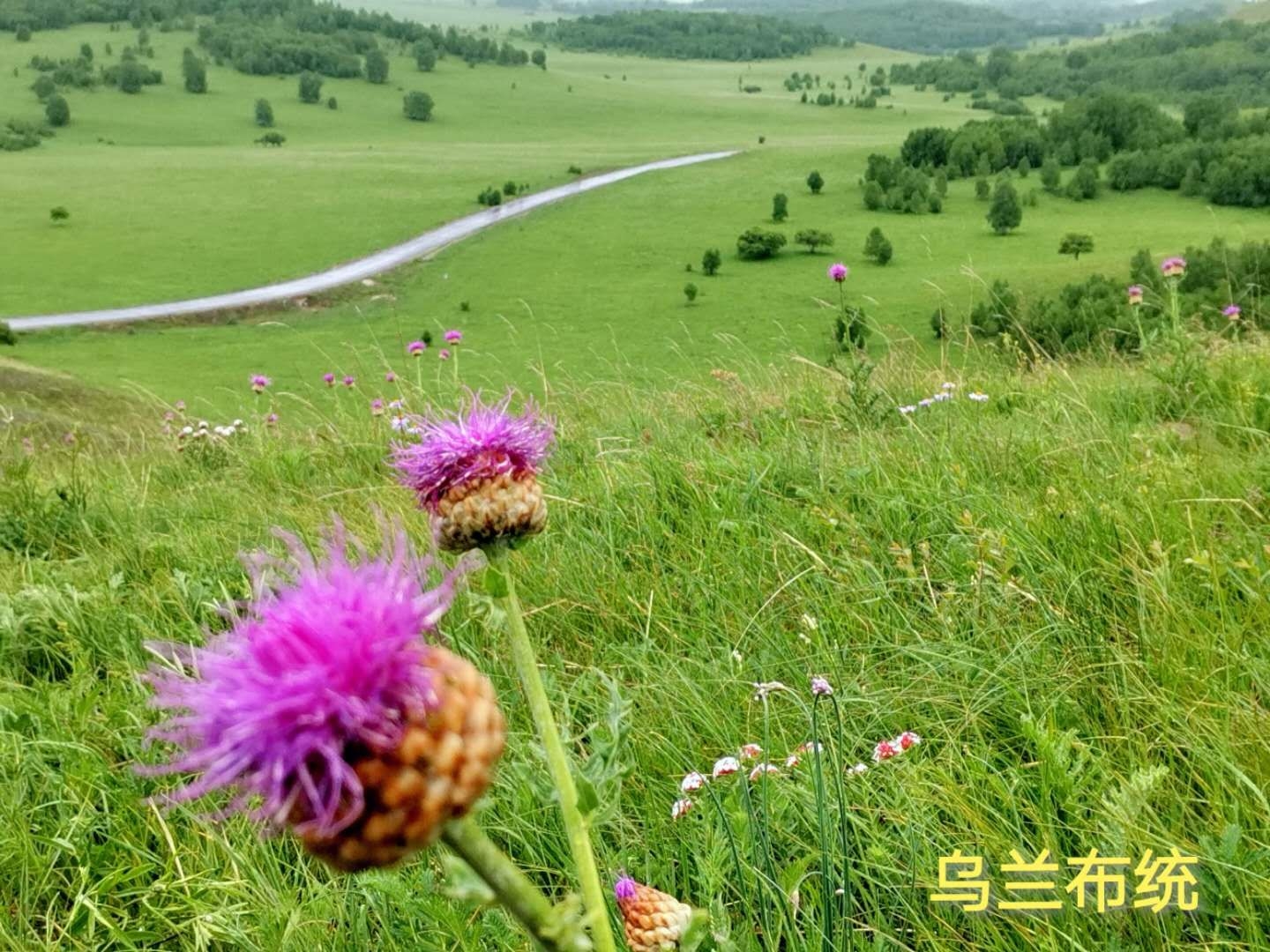 春风拂过红花开