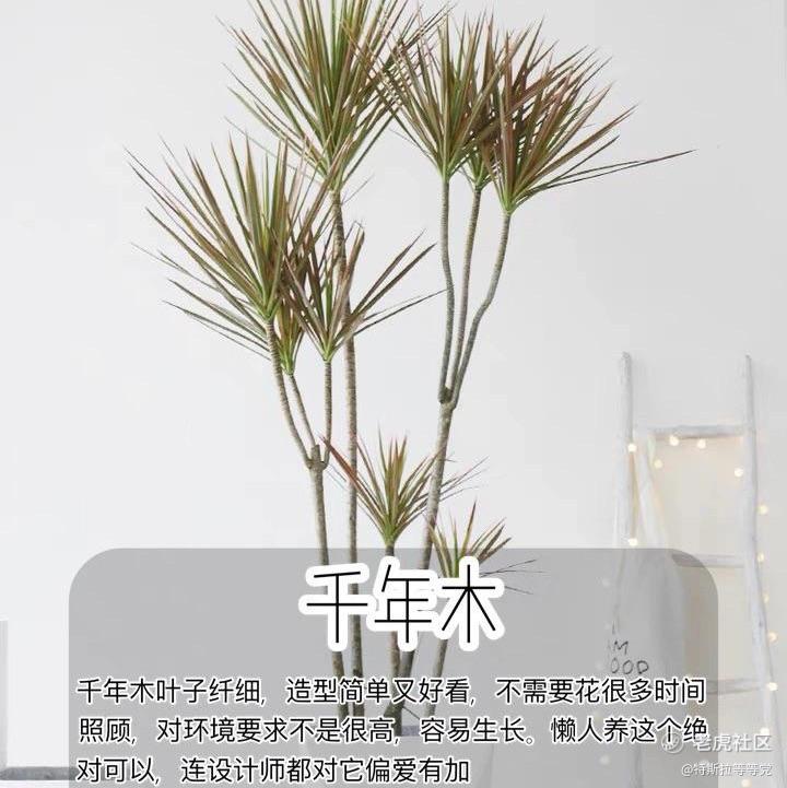 特斯拉等等党