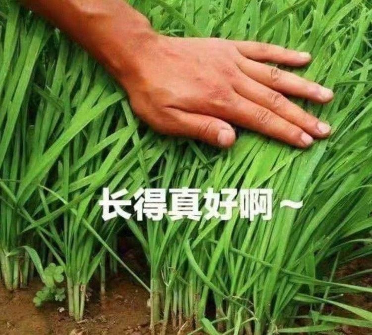 追高韭菜王子