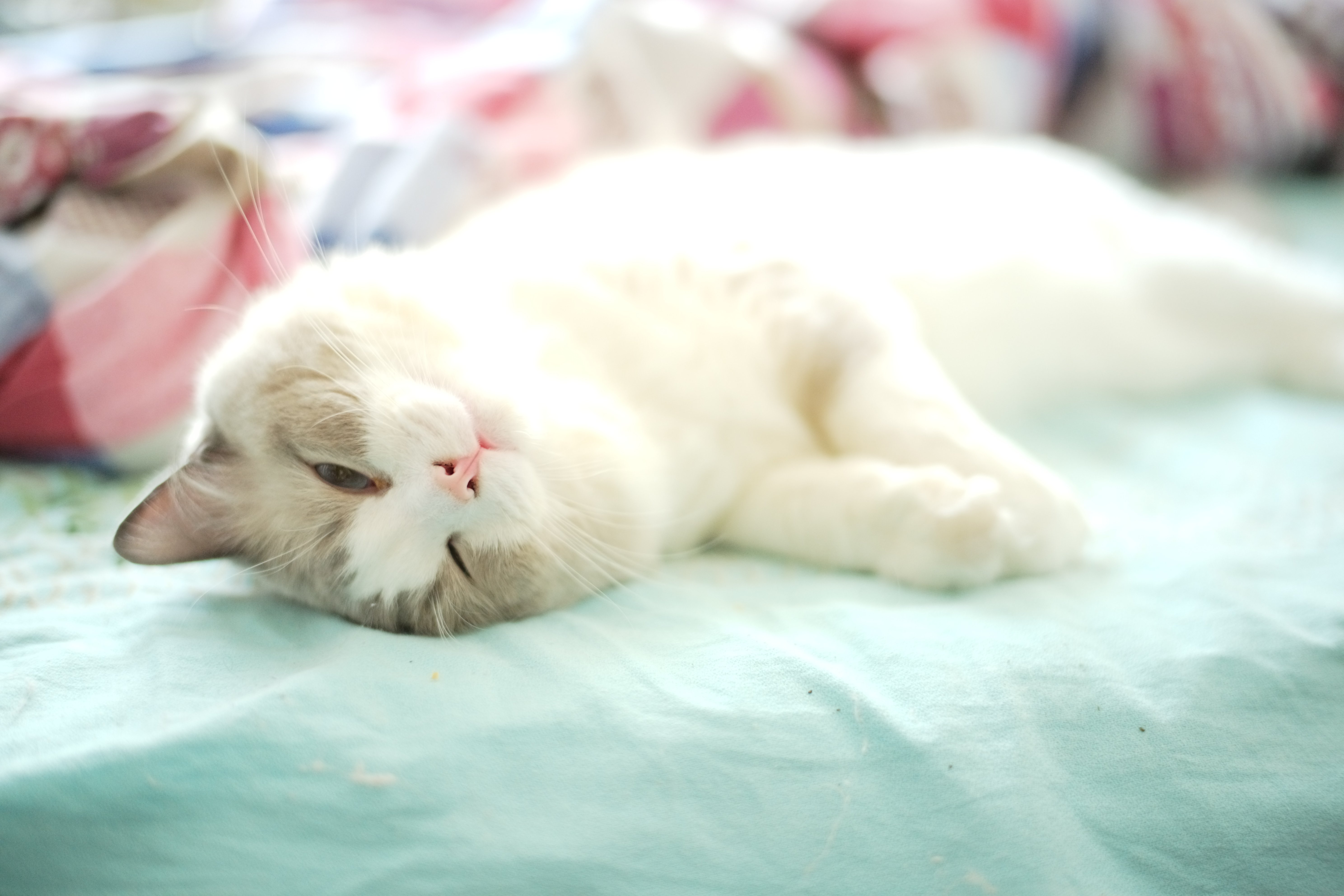 睡不醒的懒猫