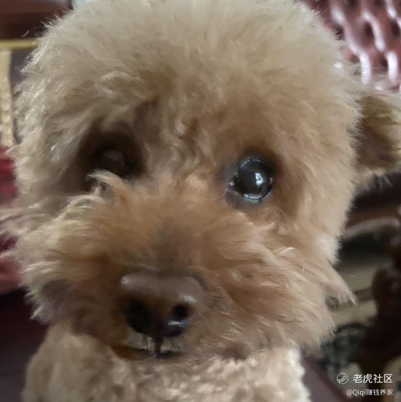 Qiqi赚钱养家