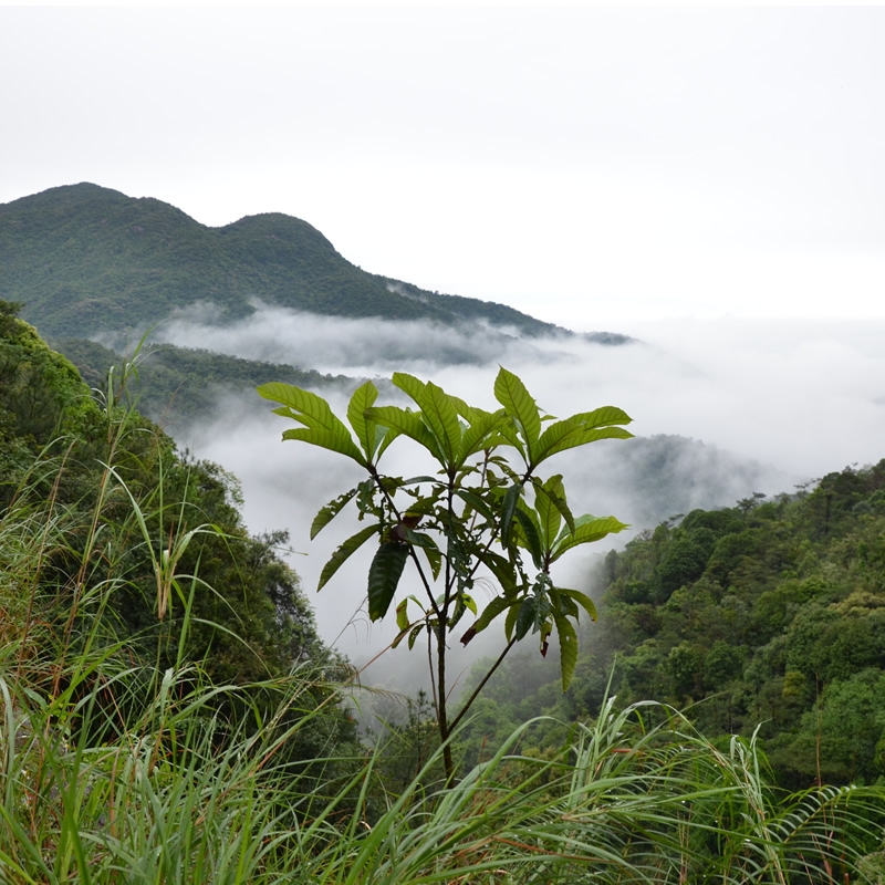 大秦格物