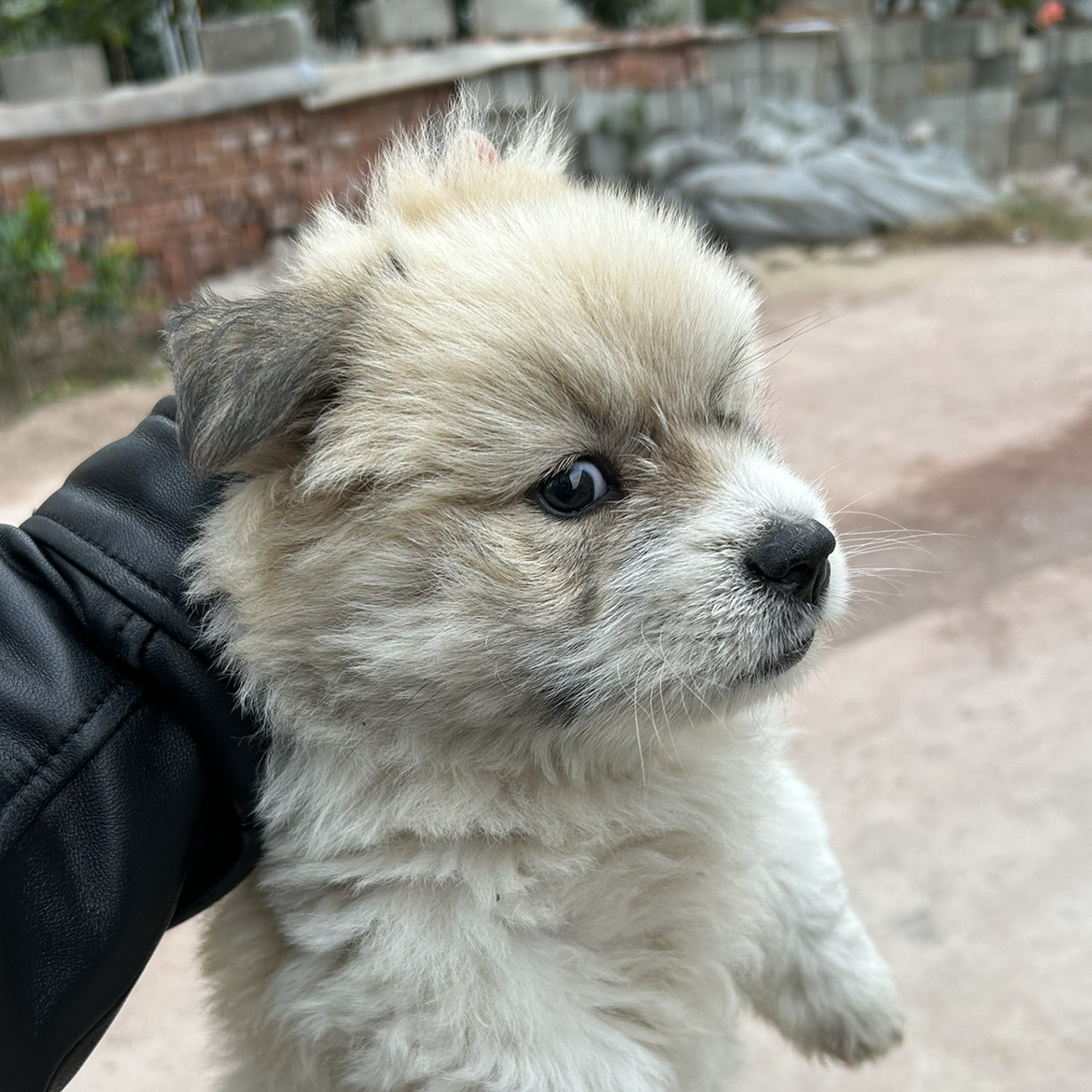 妖怪熊