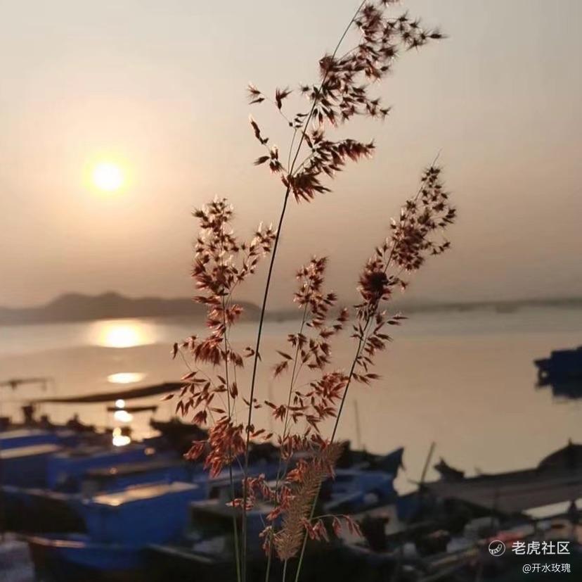 开水玫瑰
