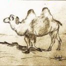 camel___