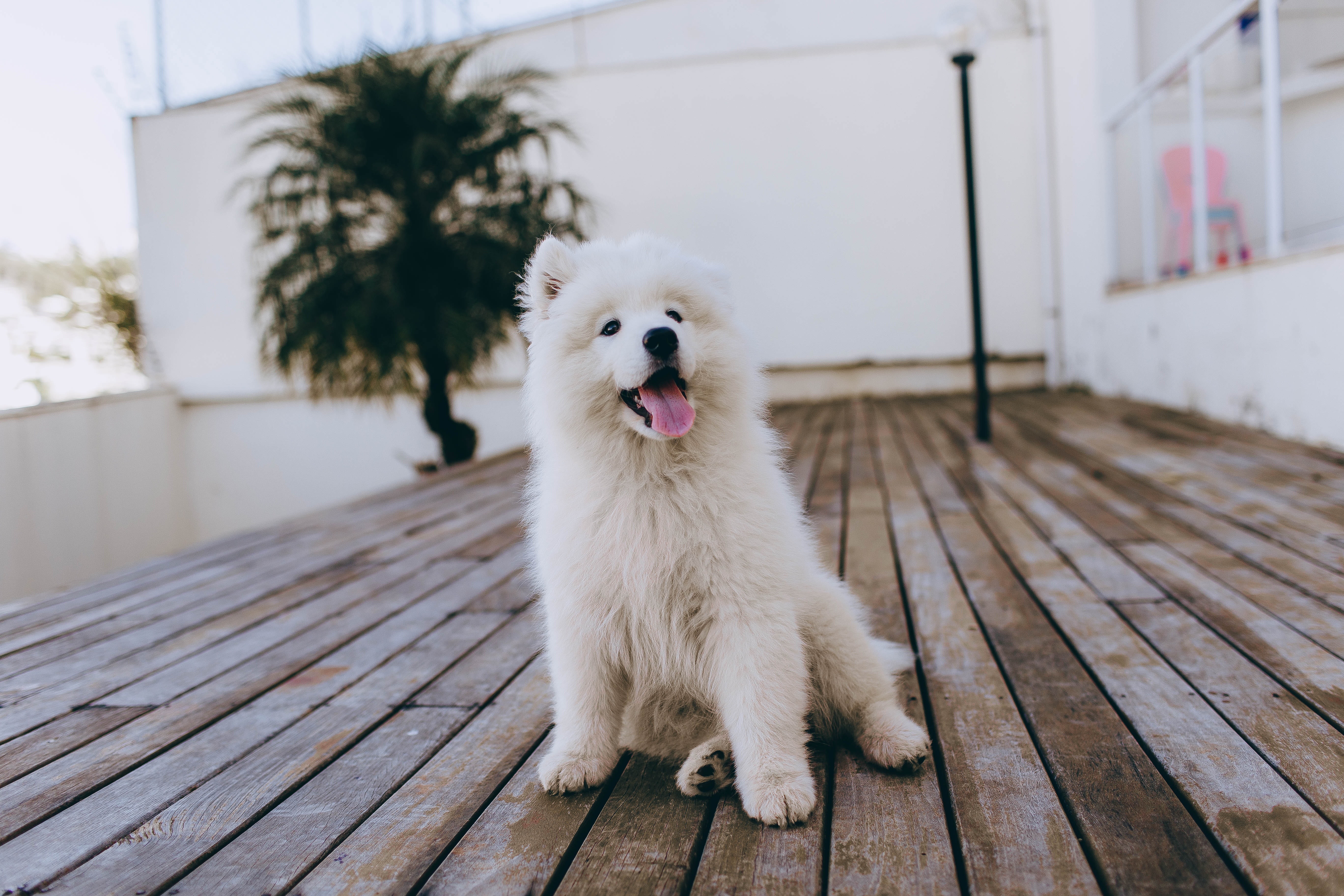 家有猛犬