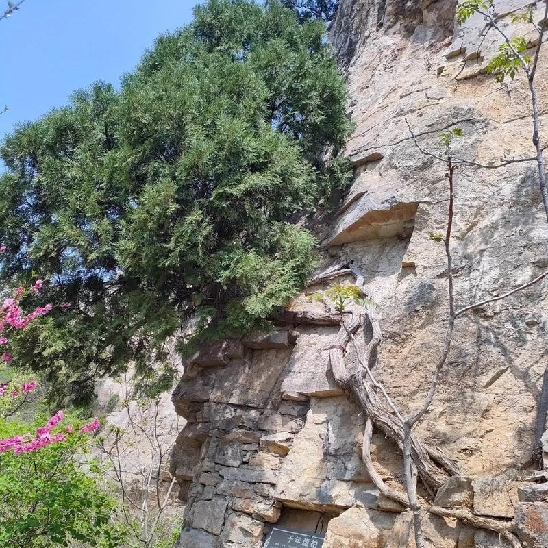 学无常师