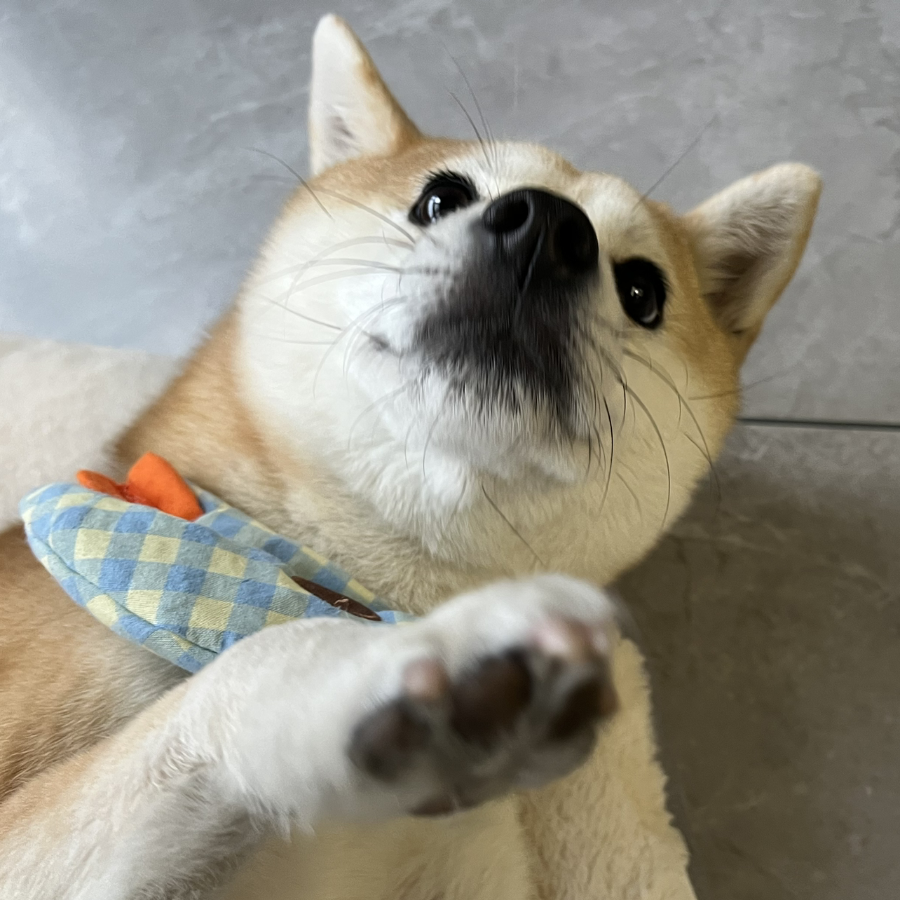 打新王者鲍勃杰