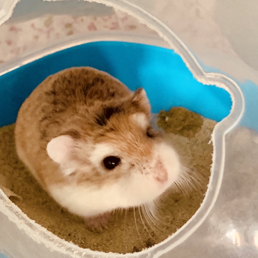 HamsterBall