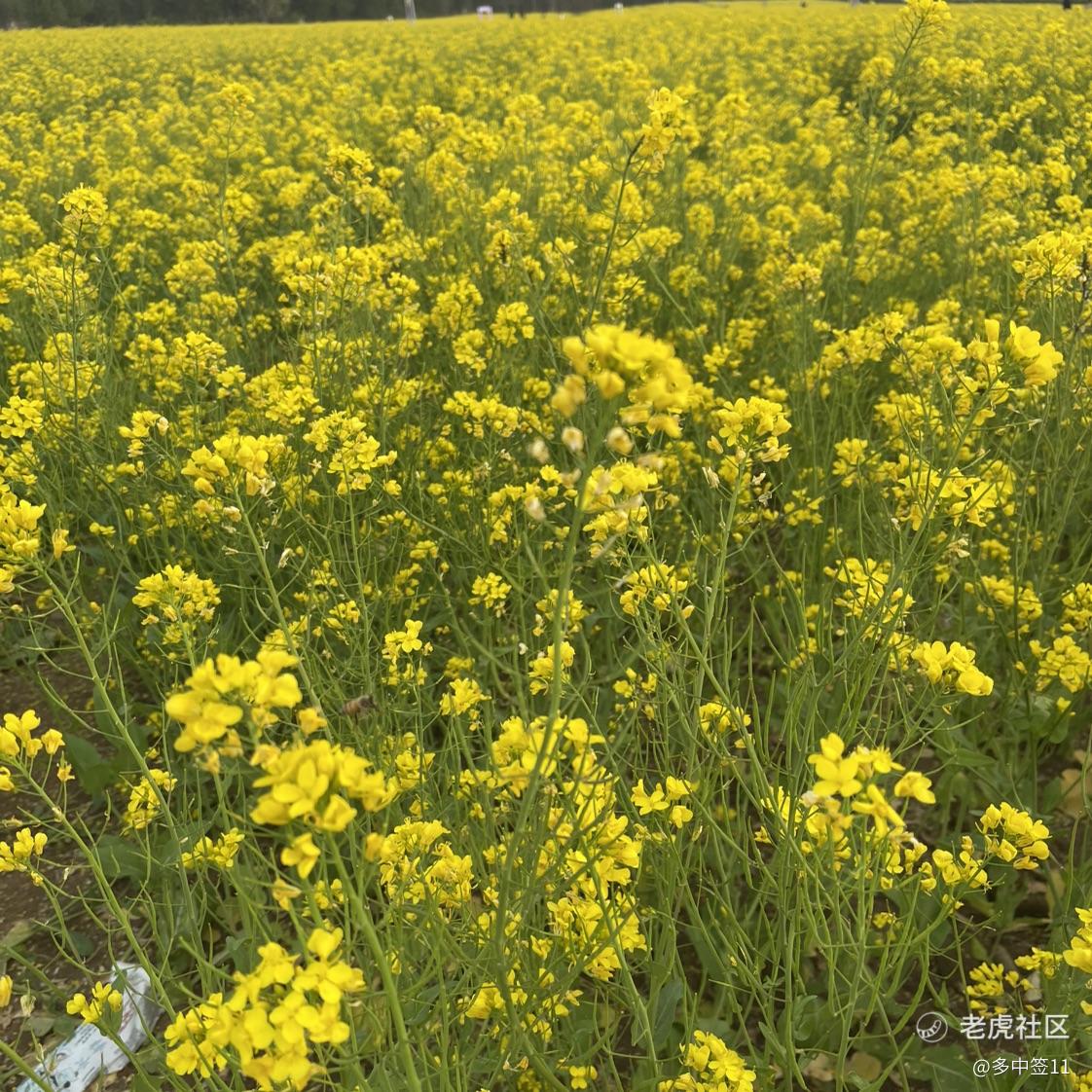多中签11