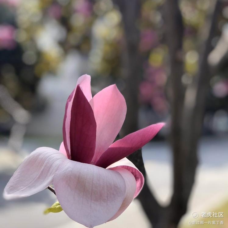 走过那一片紫丁香