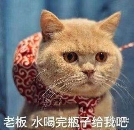 正气的猫