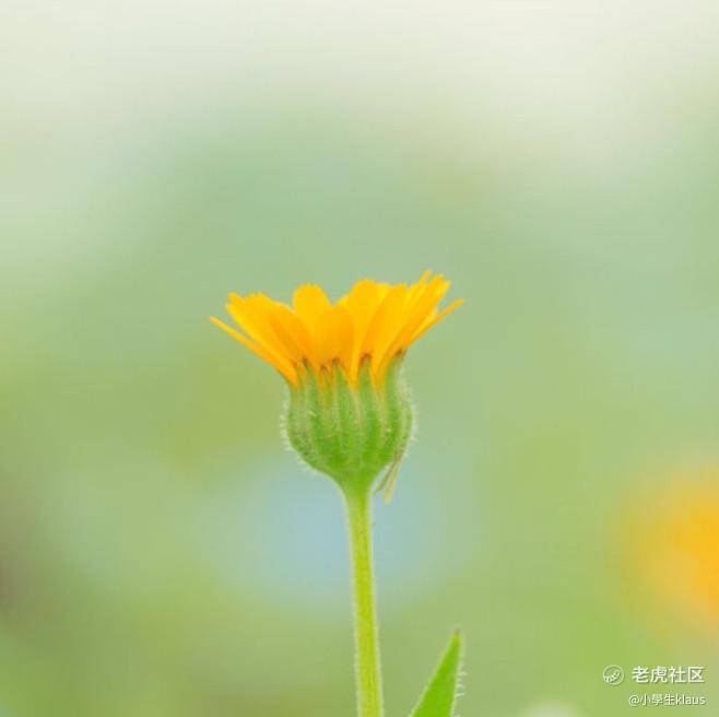 小學生klaus