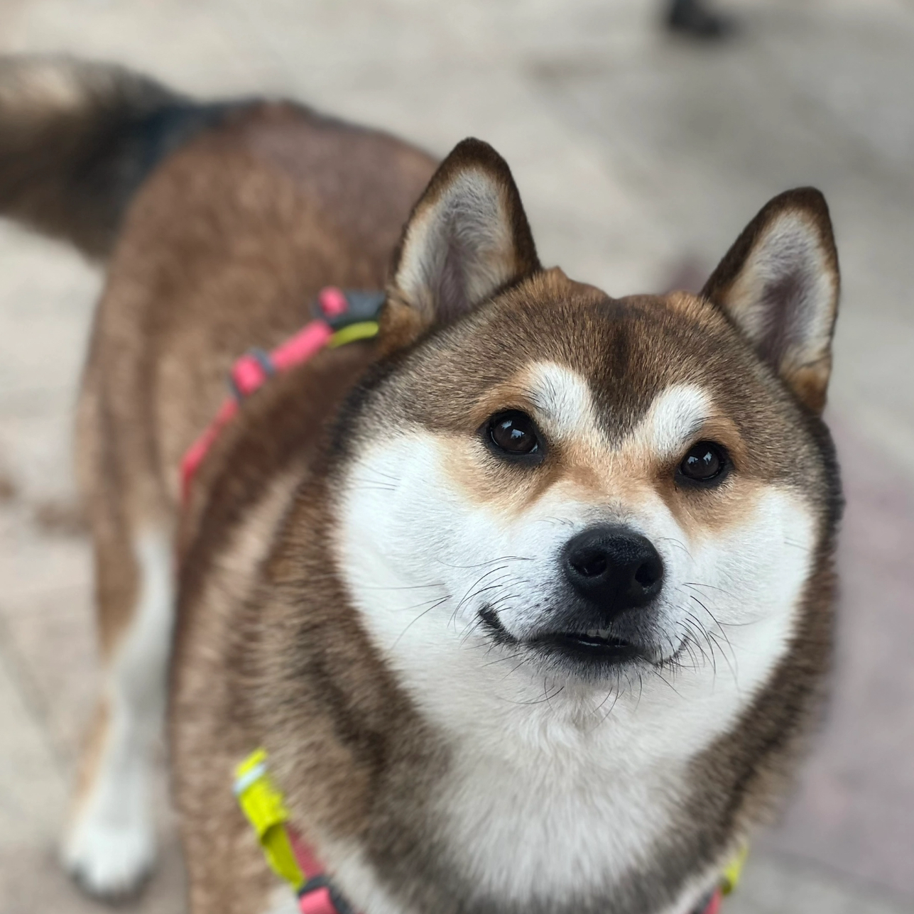 胡麻财