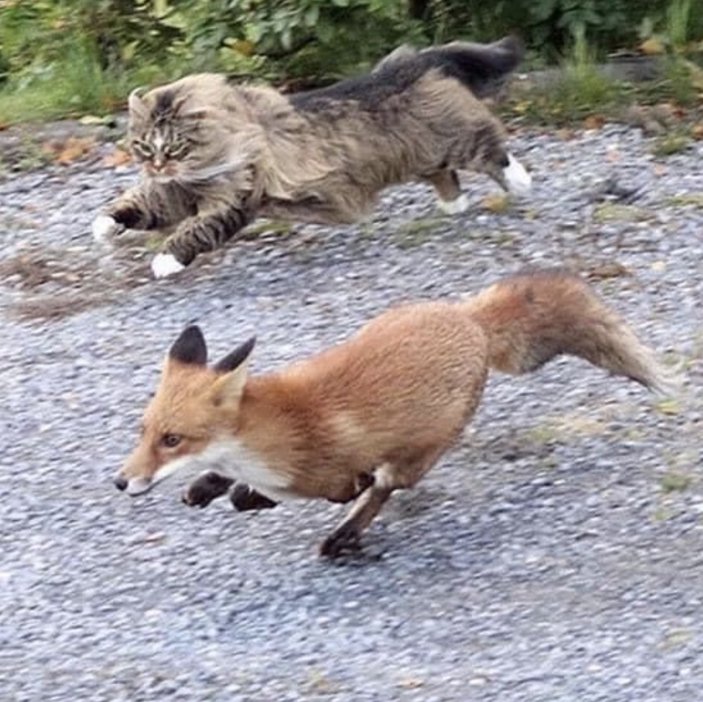 Fox and cat