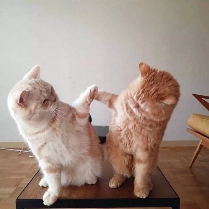 我要贴贴