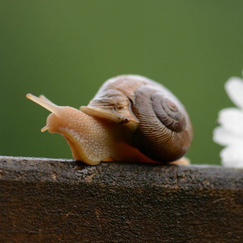 SnailWalker