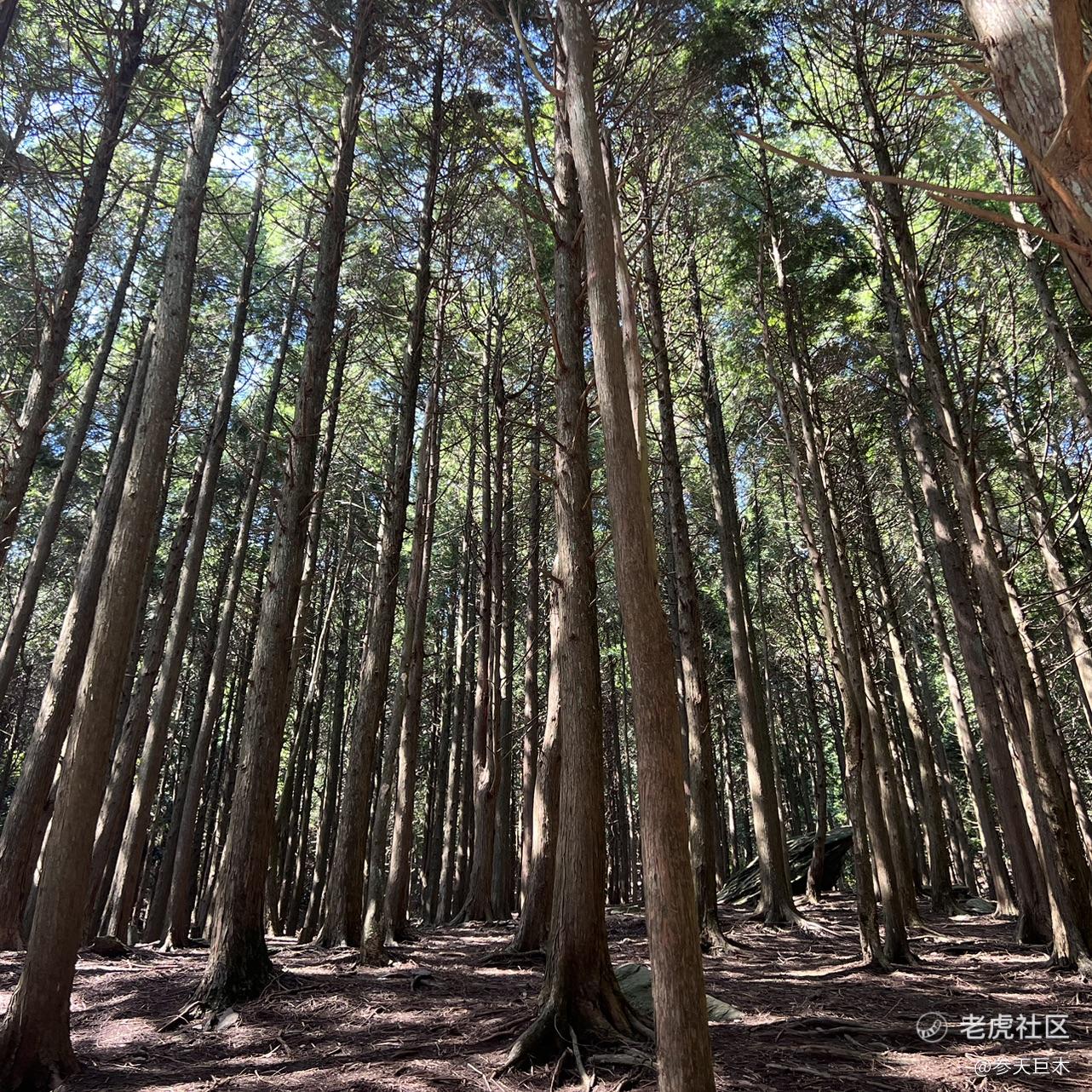 参天巨木