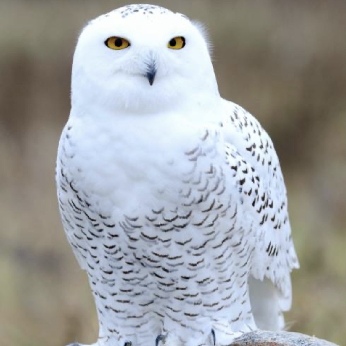 Whiteowl88
