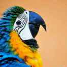 jone_4461