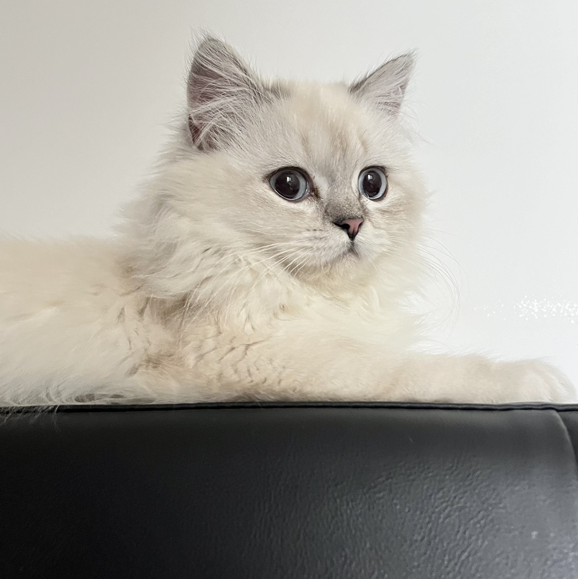 无敌猪猪