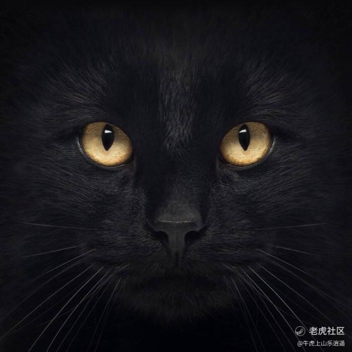 牛虎上山乐逍遥