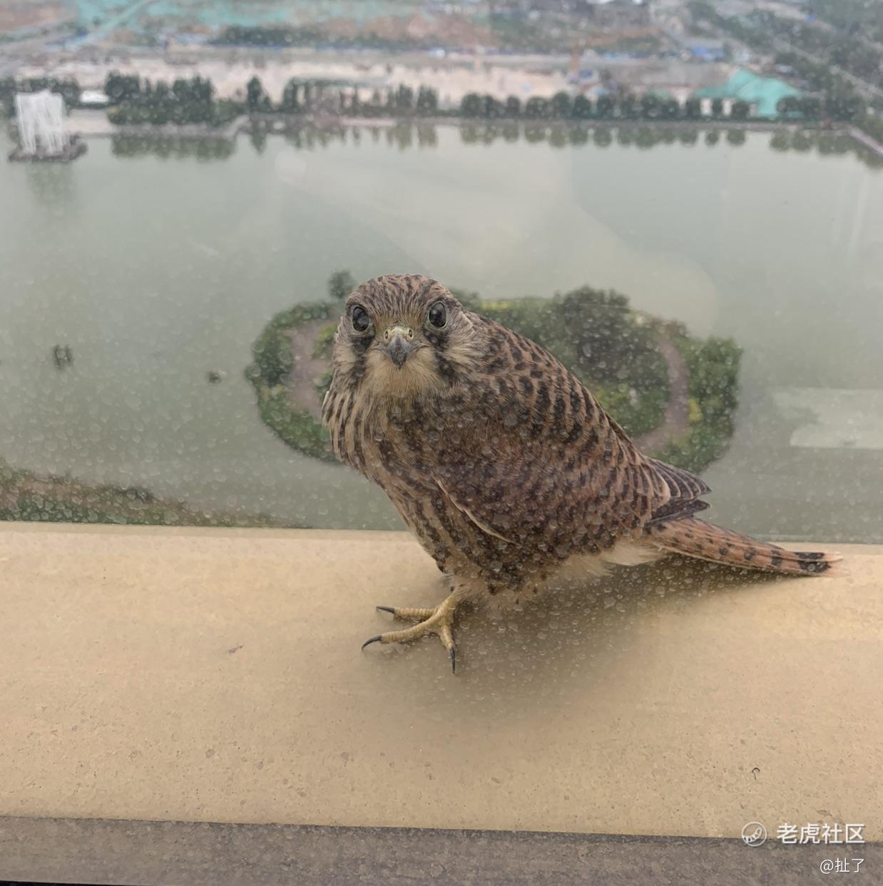 扯了
