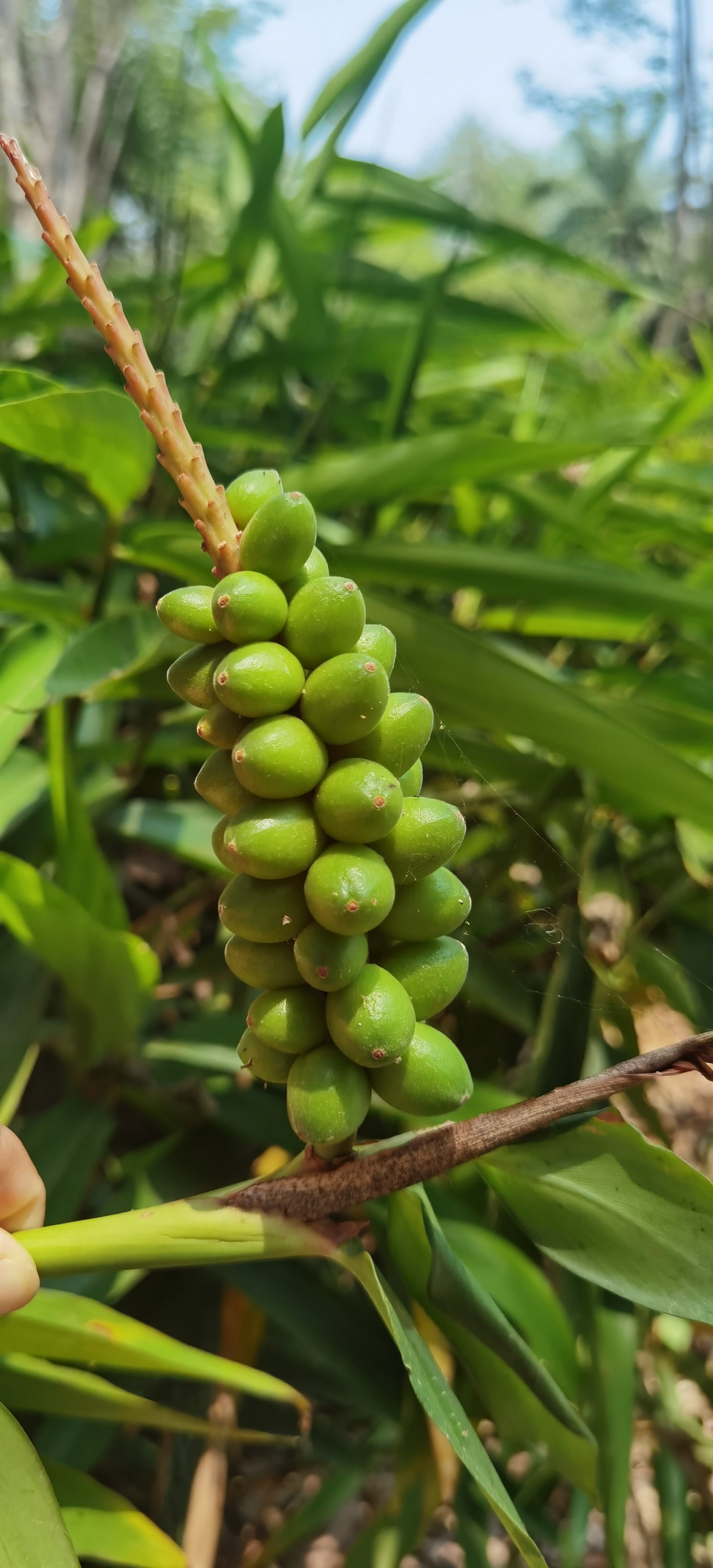 小虎队的飞飞