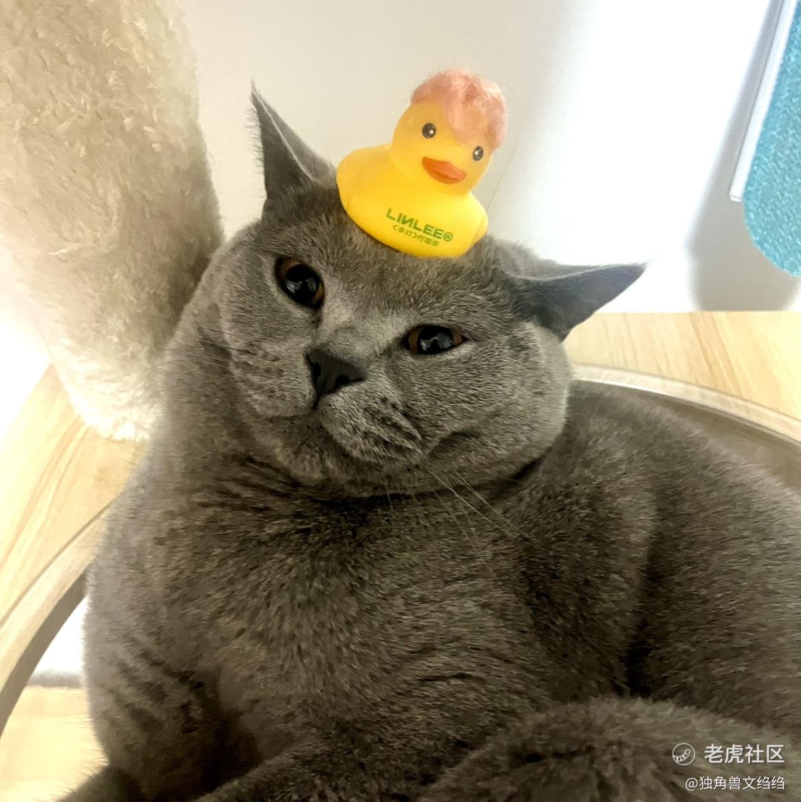 独角兽文绉绉