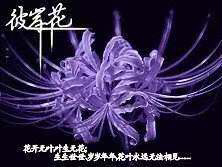 蔓珠莎華