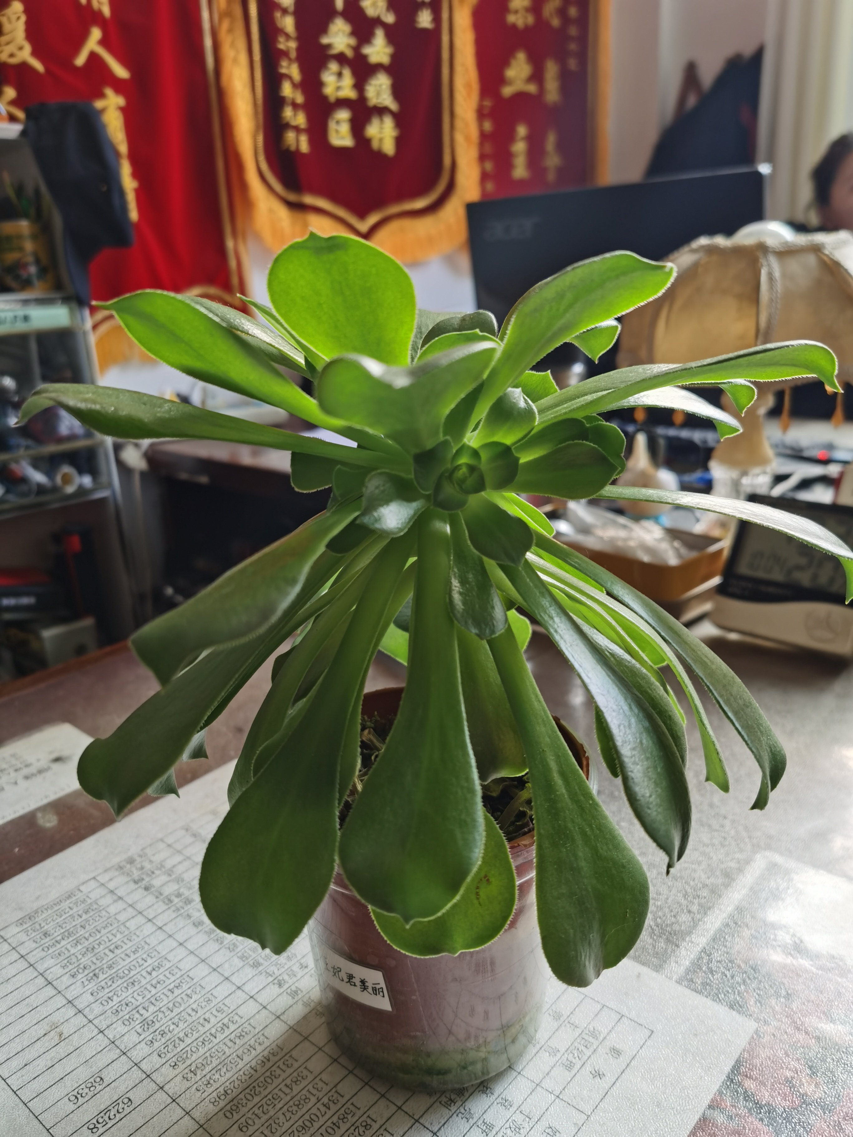 辛德荃