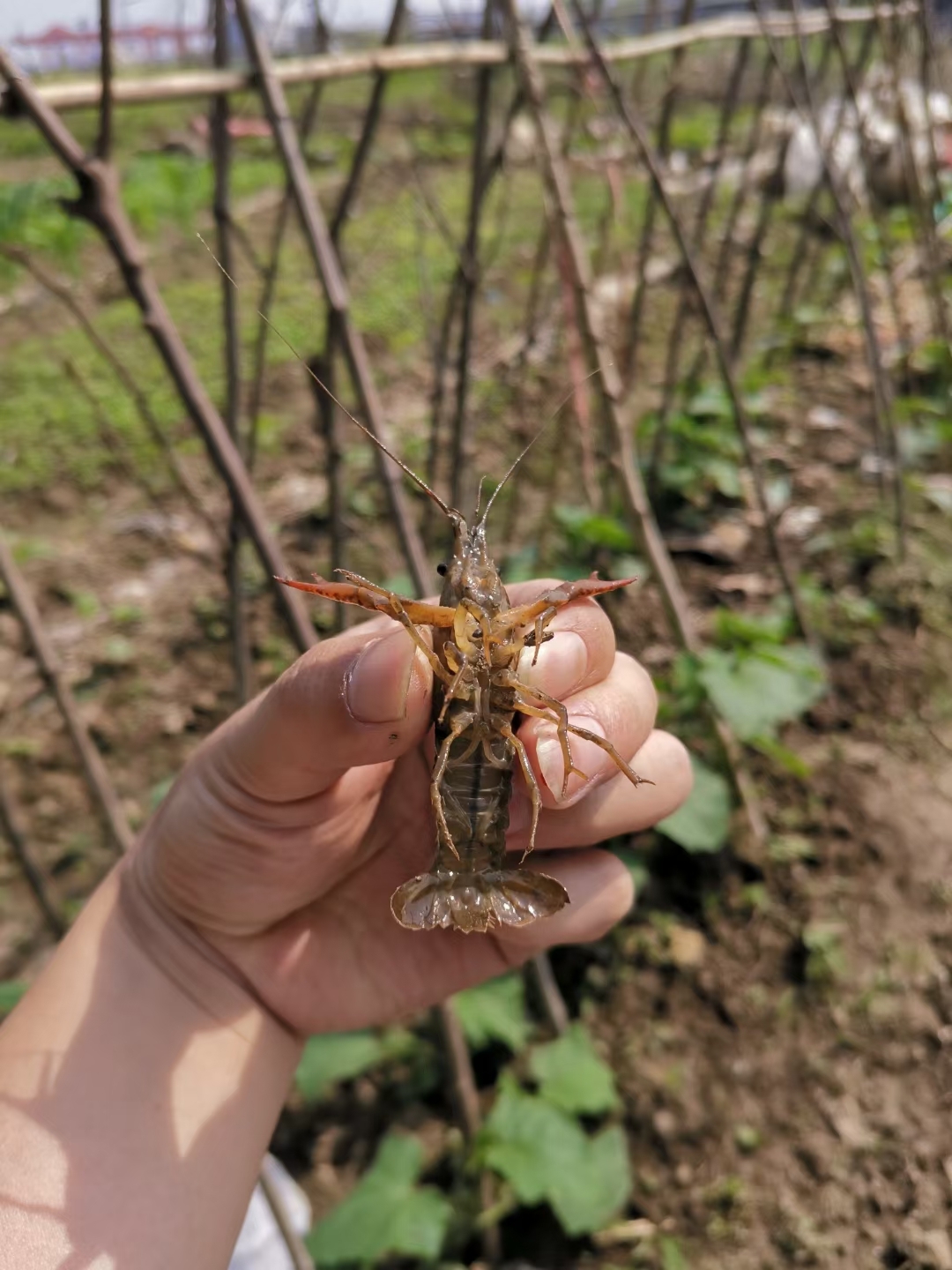 活捉小龙虾