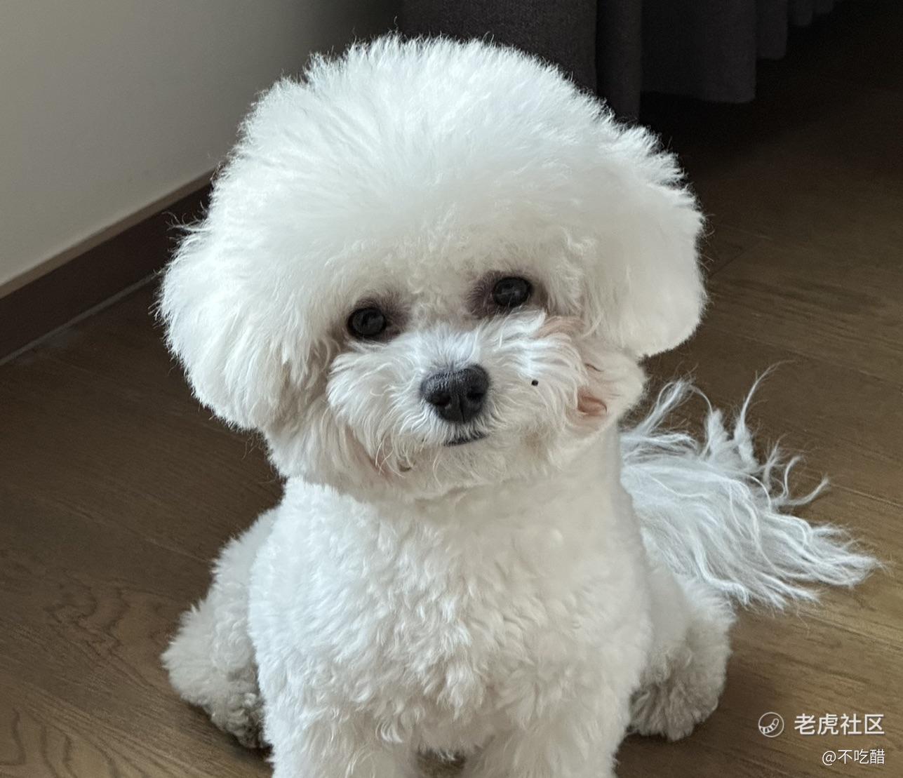 不吃醋
