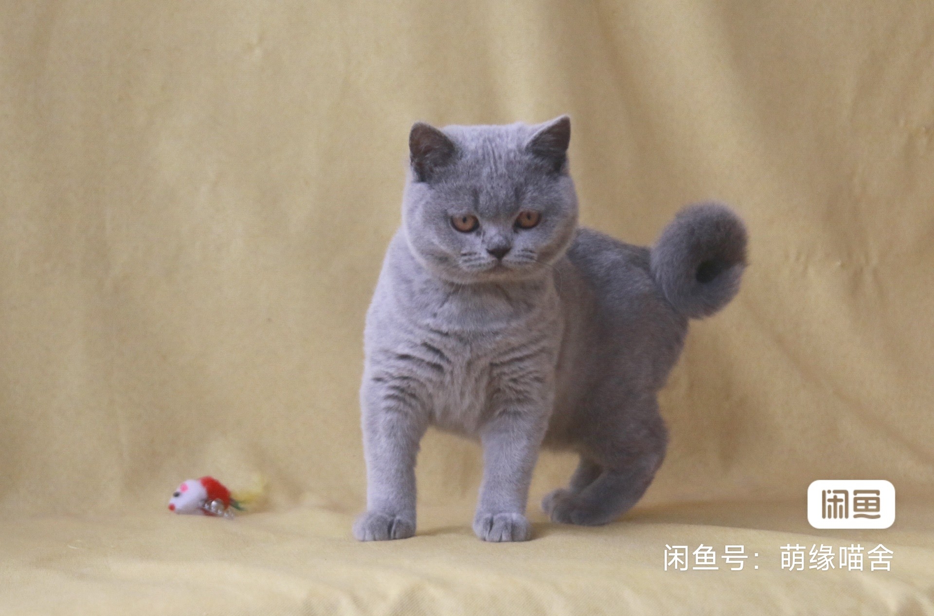 快乐的胖虎
