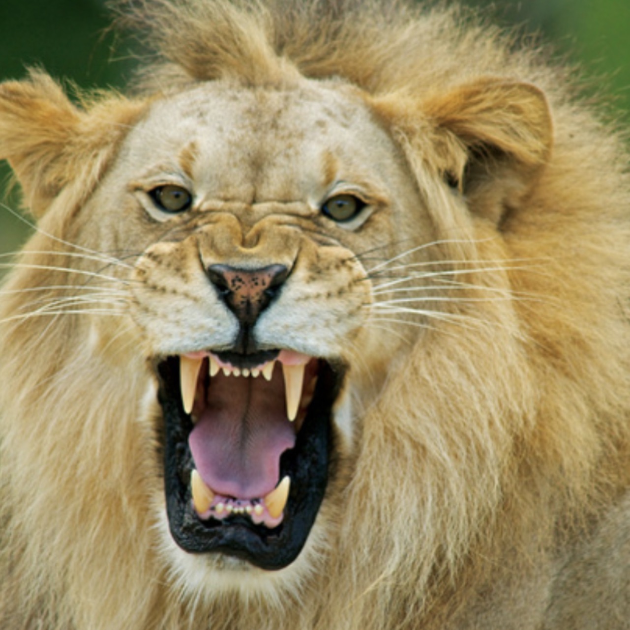 RoaringLion